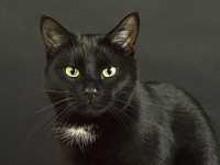 Кстати, чёрная кошка считается источником счастья в Англии. Это идёт от друидов, которые избрали её знаком плодородия.